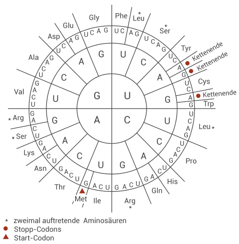 Kodon-Rad: mRNA-Basen und zugeordnete Aminosäuren, Start- und Stopp-Codons markiert.